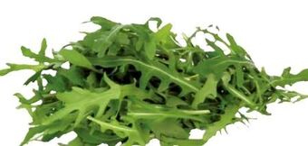 Transgourmet Rucola Angebot