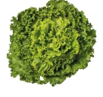 Transgourmet Lollo bionda Angebot