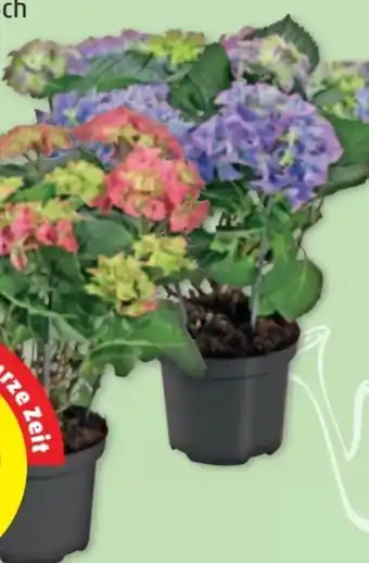 PENNY Hortensien Angebot