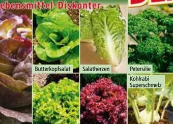 Norma Gemüsepflanzen-mix Angebot