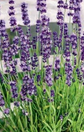 Hagebau Lavendel Angebot