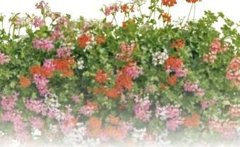 Metro Pelargonien Angebot