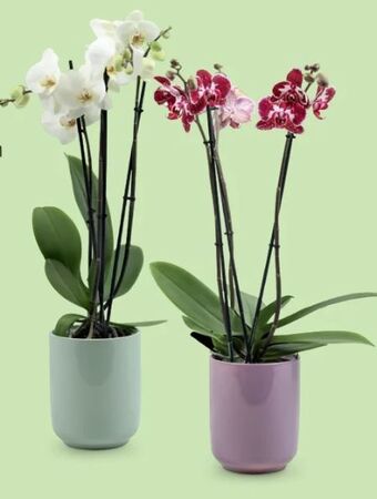Hofer Orchidee 3-trieber Angebot