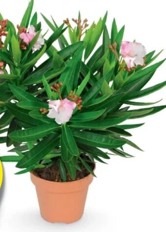 Hofer Oleander Angebot