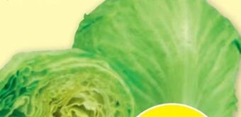 PENNY Eissalat Angebot