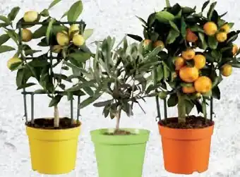 Lidl Mediterrane pflanzen Angebot