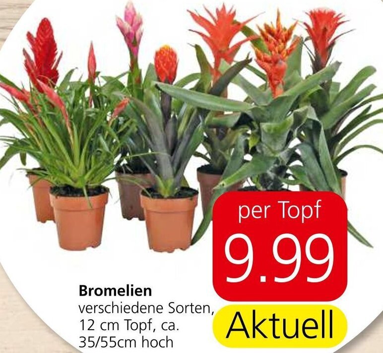 Eurospar Bromelien verschiedene Sorten, 12 cm Topf, ca. 35/55cm hoch Angebot