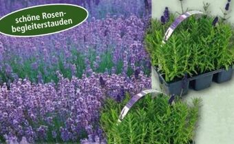 Norma Lavendel Angebot