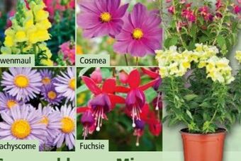 Norma Sommerblumen mix Angebot