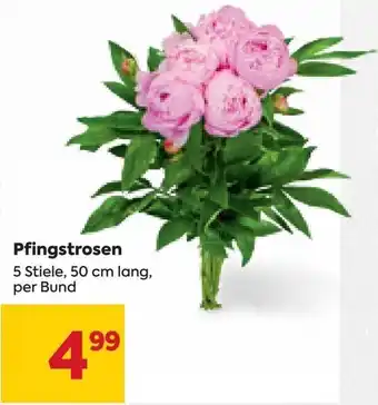 Billa Pfingstrosen 5 Stiele, 50 cm lang, per Bund Angebot