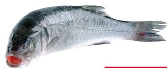 Transgourmet Wolfsbarsch Angebot