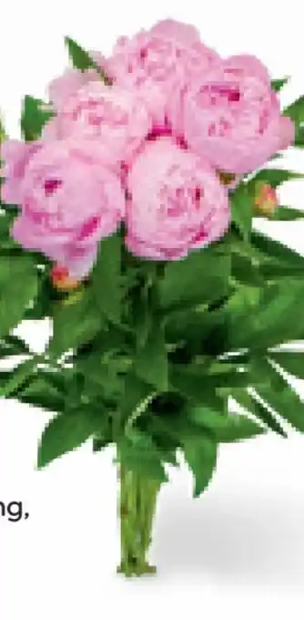 Billa Pfingstrosen Angebot