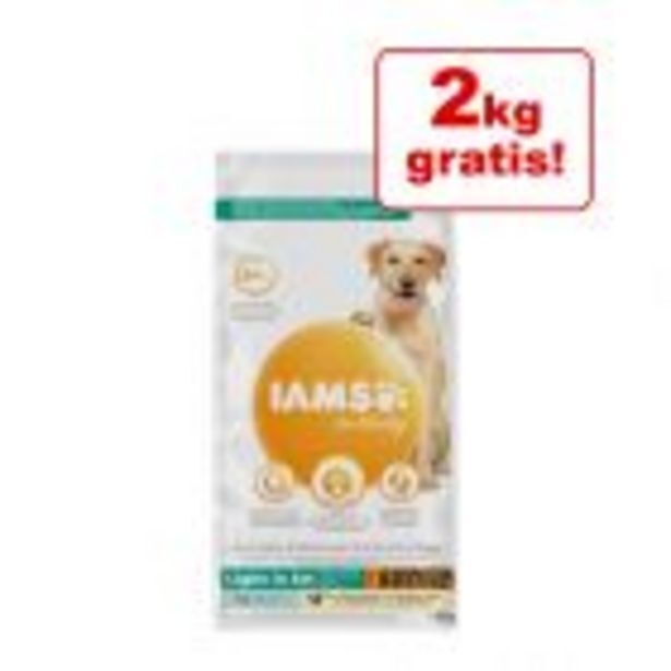 Zooplus 2 kg gratis! 12 kg iams for vitality dog Angebot