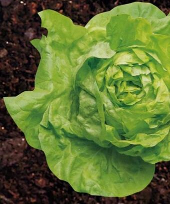 Spar Kopfsalat Angebot