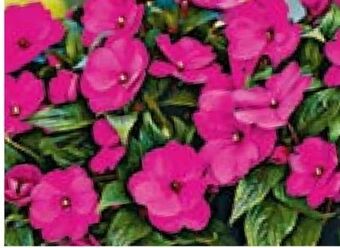 Hellweg Edellieschen Angebot