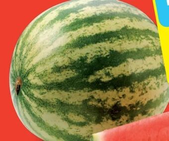 Hofer Wassermelonen Angebot