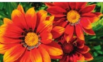 Hellweg Beet-balkonpflanzen Angebot