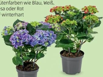 Hofer Gartenhortensien Angebot