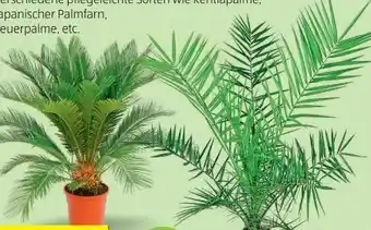 Hofer Exklusive palmenrarität Angebot