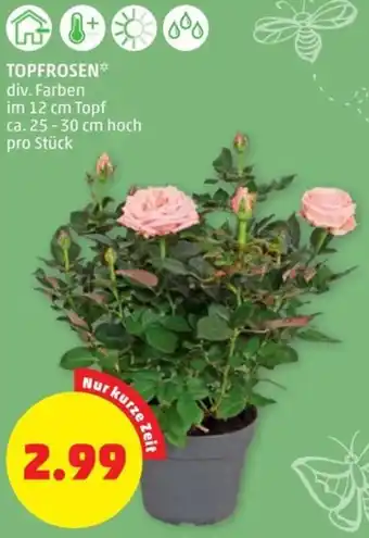 PENNY TOPFROSEN* div. Farben im 12 cm Topf ca. 25-30 cm hoch pro Stück Angebot