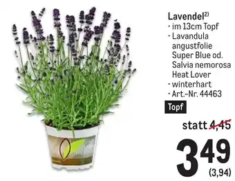 Metro Lavendel²) .im 13cm Topf Angebot
