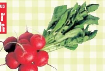 Maximarkt Radieschen Angebot