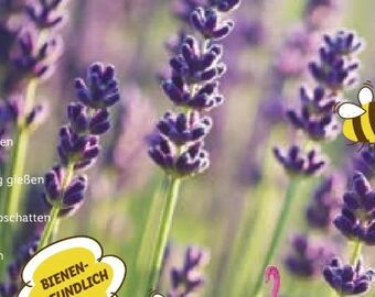 Lidl Lavendel angustifolia Angebot