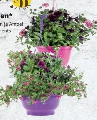 Lidl Hängender garten Angebot