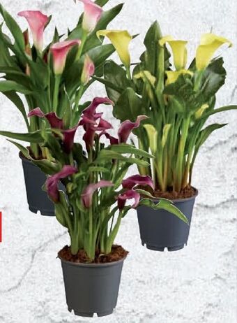 Lidl Calla Angebot