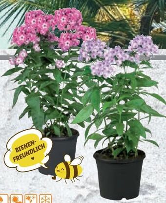 Lidl Phlox Angebot