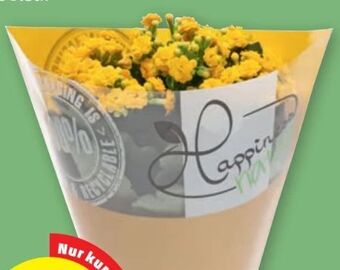 PENNY Gefüllte kalanchoe Angebot