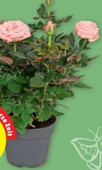 PENNY Topfrosen Angebot