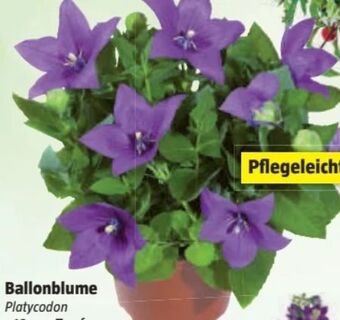 Bauhaus Ballonblume Angebot