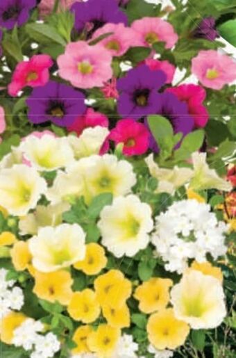 Bauhaus Confetti garden trio Angebot