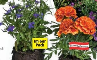 Bauhaus Pflanzen ohne topf Angebot