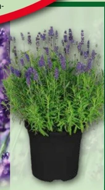 Norma Lavendel Angebot