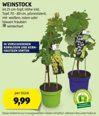 Hofer WEINSTOCK im 21-cm-Topf per Stück Angebot