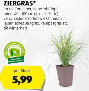 Hofer ZIERGRAS* per Stück Angebot
