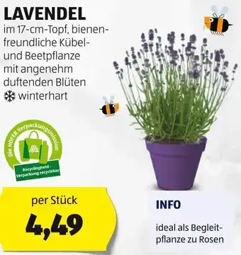 Hofer LAVENDEL im 17-cm-Topf per Stück Angebot