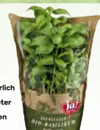 Billa Bio kräuter Angebot