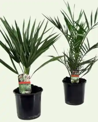 Interspar Palmen mix Angebot