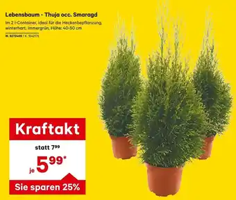 Lagerhaus Lebensbaum-Thuja Occ. Smaragd Angebot