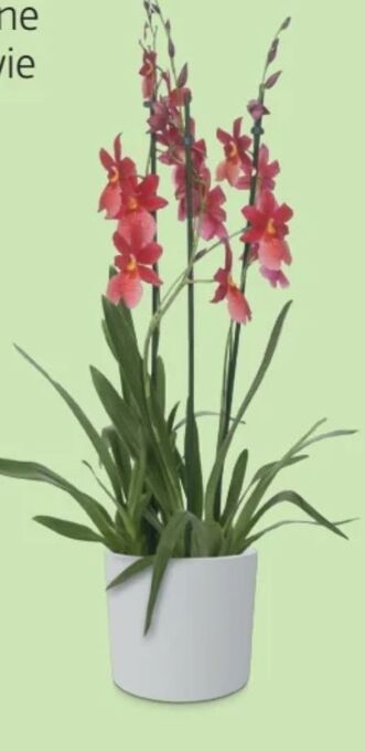 Hofer Orchidee Angebot