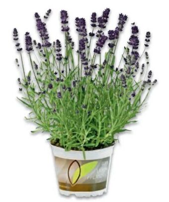 Metro Lavendel Angebot