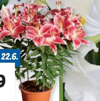 Lidl Orientalische lilie Angebot