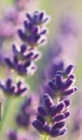 Lidl Lavendel angustifolia Angebot