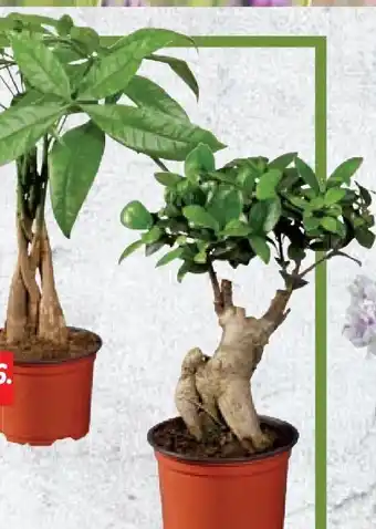 Lidl Ficus Angebot