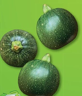 Lidl Zucchini rund Angebot