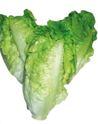 Transgourmet Salatherzen Angebot