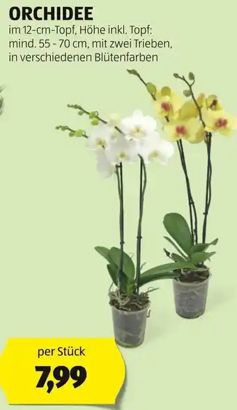 Hofer ORCHIDEE per Stück Angebot